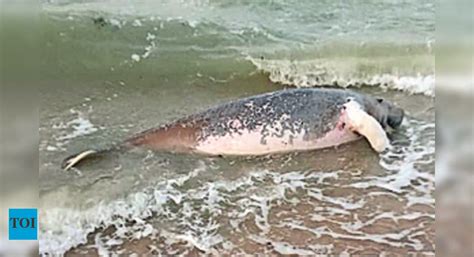 Dugong: Dugong Washed Ashore At Rameswaram | Madurai News - Times of India