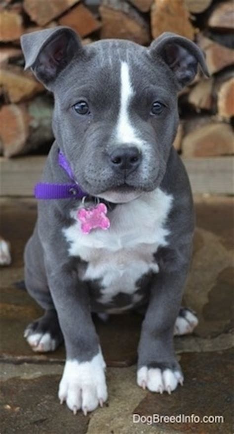 Raising a Puppy: Mia the American Bully 11 weeks old
