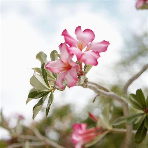 Tips for Growing Desert Rose Plants