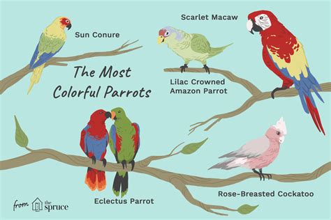 Types Of Parrot Species