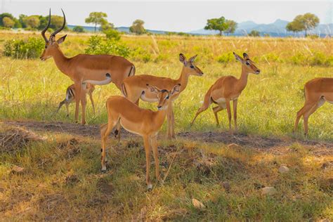 Animals 的图像结果