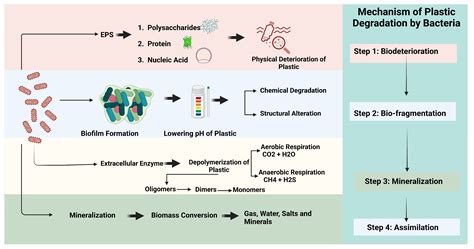 Ecotoxicological Impact of Bioplastics Biodegradation: A Comprehensive ...