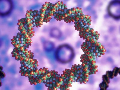 Image result for Animation PCR Reverse Transcriptase