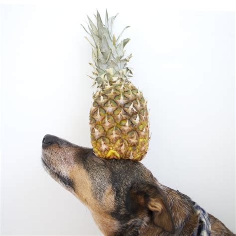 10 Best Pineapple Dog Toys Your Furry Friend Will Go Bananas For ...