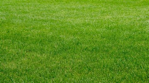 Image result for Golf Course Colorant Application