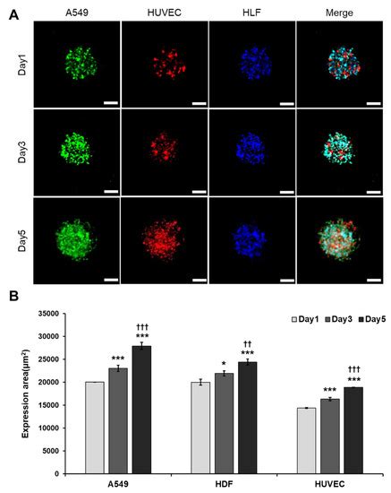 Three-Dimensional Vascularized Lung Cancer-on-a-Chip with Lung ...