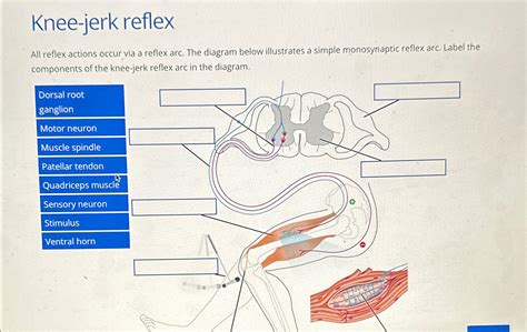 Solved Knee-jerk reflexAll reflex actions occur, via a | Chegg.com
