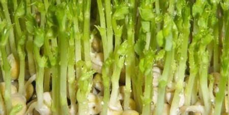 有機豌豆芽培育紀錄2011:太平洋有機農藝-芽菜種子/芽菜機/豆芽機/芽菜箱/水耕盤