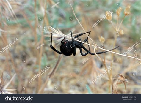 Female Mediterranean Black Widow Latrodectus Tredecimguttatus Stock ...