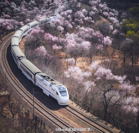 坐着列车去寻找春天 - 中国网山东图片新闻 - 中国网 • 山东