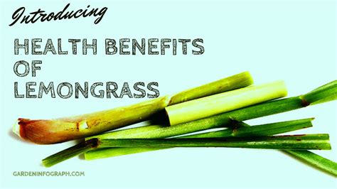 Lemongrass Health Benefits - Garden infograph