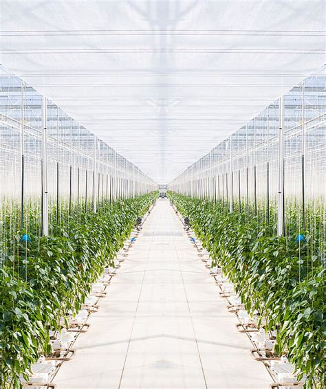 Knowing and Recognizing - The Growers' Guide to Biological Crop Protection