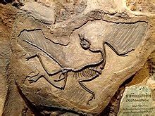 Image result for Macroevolution Fossils