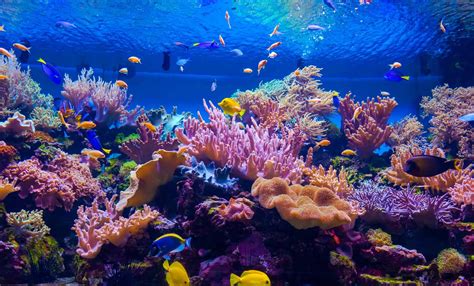 How Fish Use The Reef: The Architecture Behind Busy Reef Life