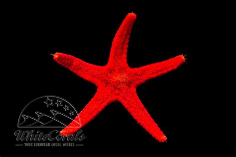 Fromia millepora - Red Starfish - buy online
