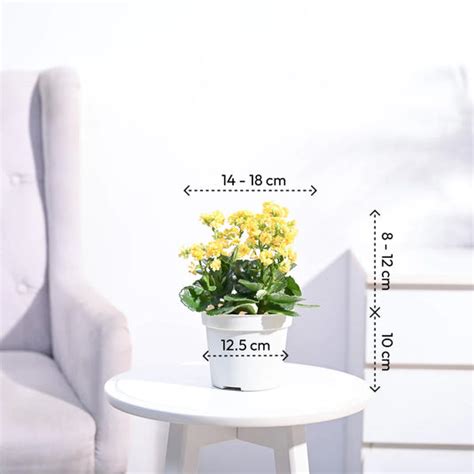 Buy Kalanchoe Plant - Yellow – Ugaoo