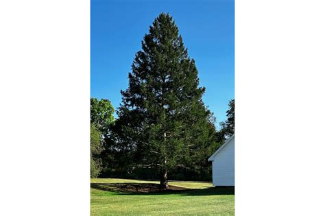 Here’s where the 2025 Rockefeller Center Christmas tree is coming from ...