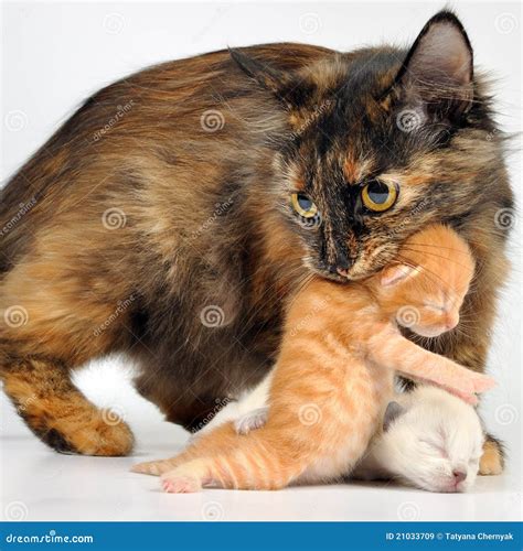 Mother Cat Newborn Kitten