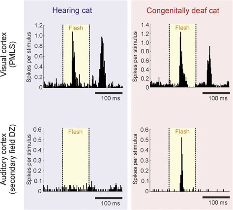 Post-Stimulus Time Histogram 的图像结果