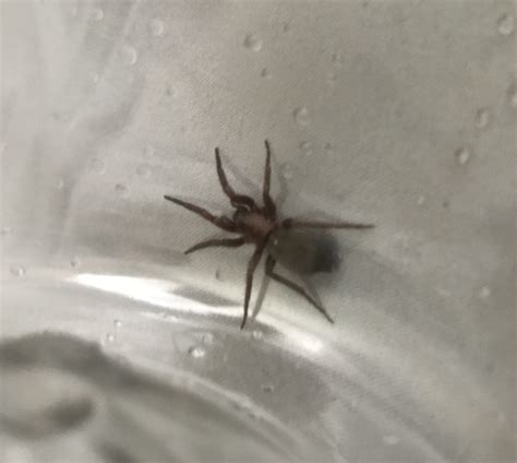 Scotophaeus blackwalli (Mouse Spider) in Portland, Oregon United States