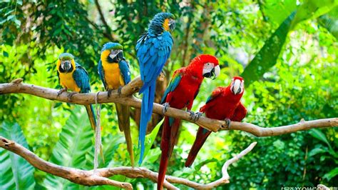 Tropical Birds Wallpapers - Wallpaper Cave