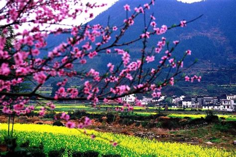 中国最美的春天在哪里？ - 知乎