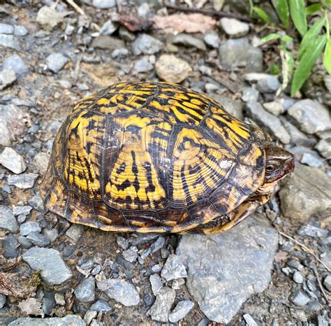 Turtle With No Shell