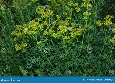 Common Rue with Flowers, Ruta Graveolens, in Garden, Selected Focus ...