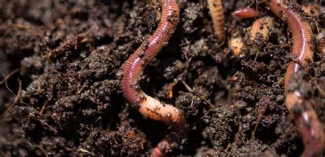 Create an Organic Garden using Vermicompost – TrustBasket
