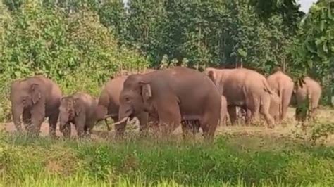 National Endangered Species Day 2023: Lack of accountability ...