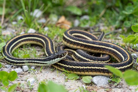 Western Ribbon Snake