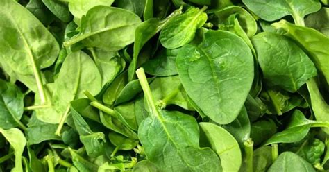 Scientists Say Spinach Is Critical For Developing Future Fuel Cell ...