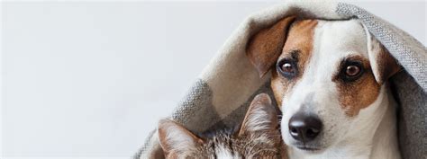 Index of /images/dog/