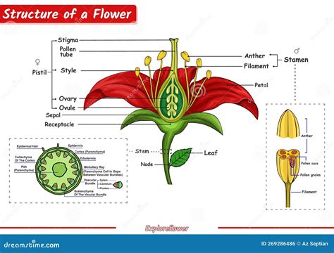 Structure of a flower stock vector. Illustration of explanation - 269286486