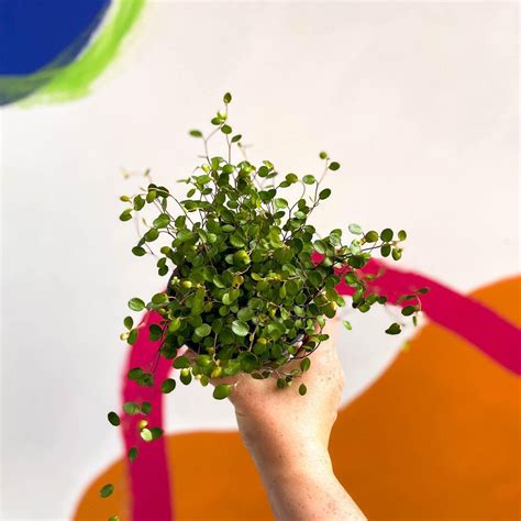 Muehlenbeckia Complexa - Maidenhair Vine - Etsy UK