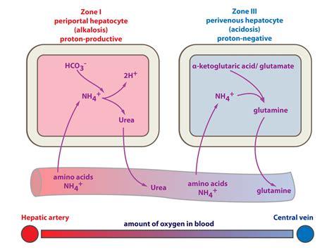 Image result for Protein Buffer System