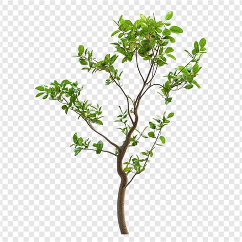 Tree PSD, High Quality Free PSD Templates for Download | Freepik