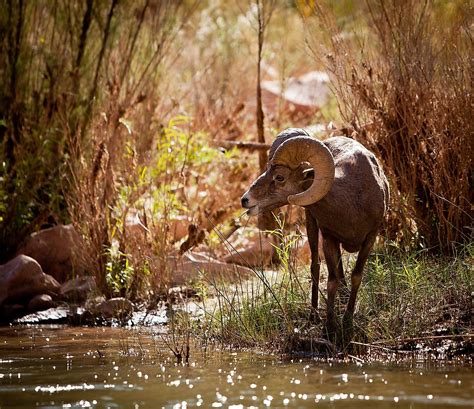 Grand Canyon Wildlife