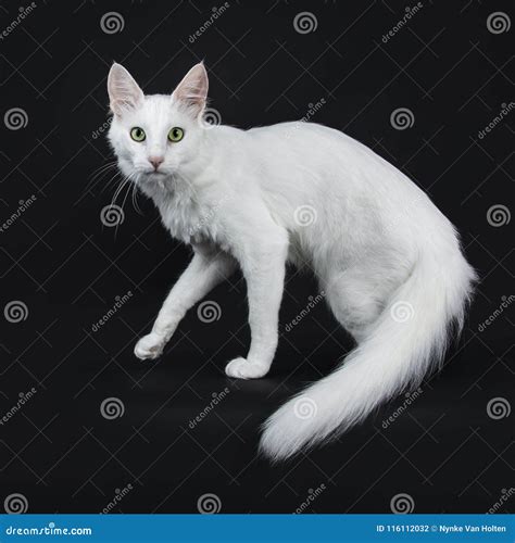Black Turkish Angora