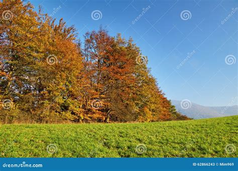 Deciduous Trees Colorful Autumn Colors of Orange on the Horizon Green ...