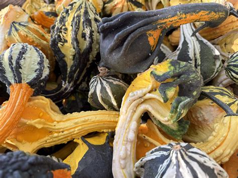 Photograph Of Autumn Gourds Free Stock Photo - Public Domain Pictures