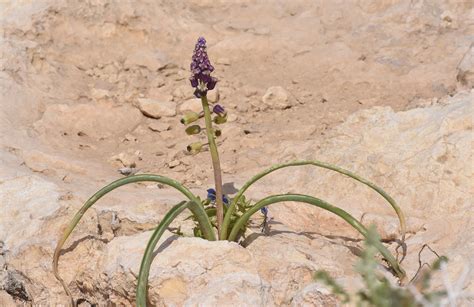 Muscari longipes subsp. longipes | Plants of the World Online | Kew Science