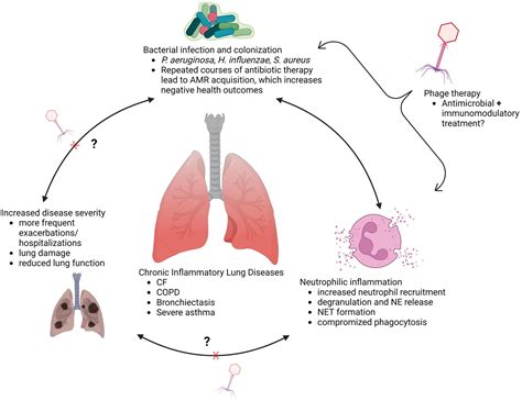 Frontiers | Bacteriophage: A new therapeutic player to combat neutrophilic inflammation in ...