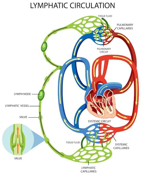 Image result for Lymphatic System Flow