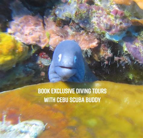Exclusive Weekly Dive Trip from Mactan Island, Mactan Island Cebu ...