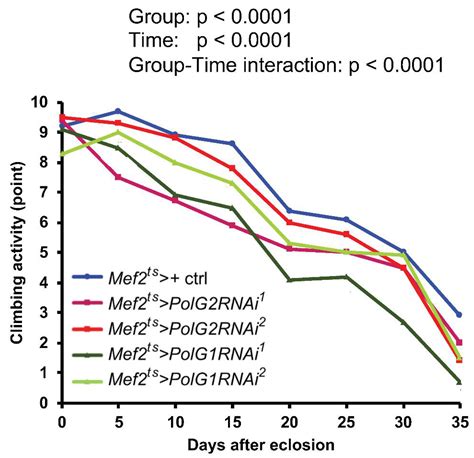 Downregulating Mitochondrial DNA Polymerase γ in the Muscle Stimulated ...