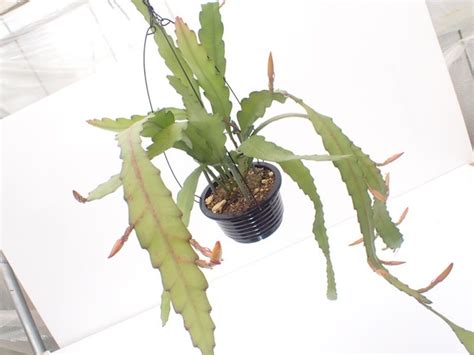 クジャクサボテン | UMBER KELP