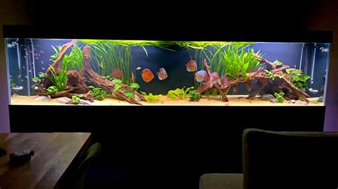 Image result for Discus Fish Tank