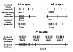 When the electrical response of the two receptors A1 and A2 in a ...
