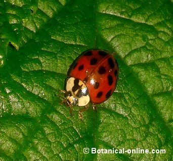 Biological Control Examples 的图像结果